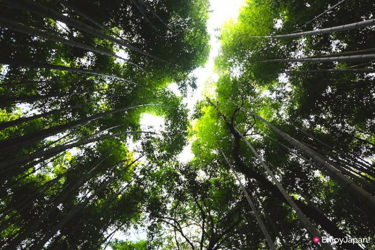 京都嵐山的竹林