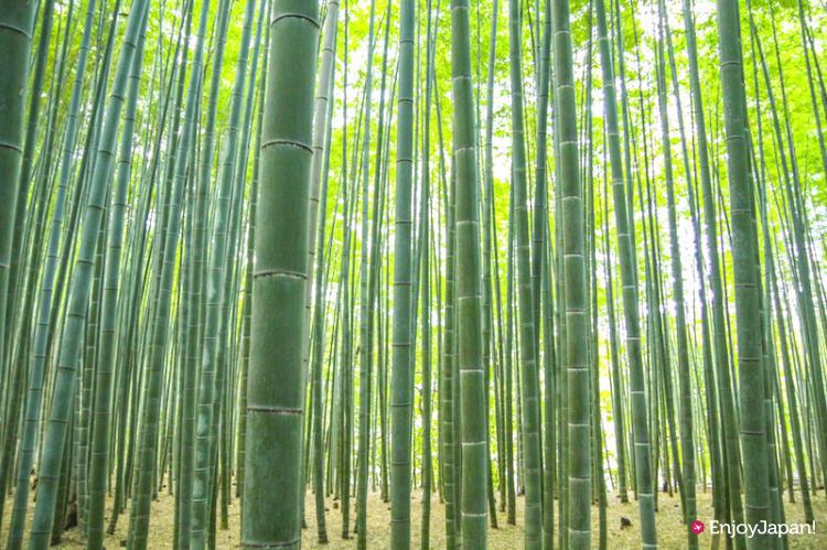 京都嵐山的竹林