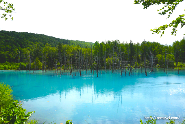 一池碧藍，如同寶石一般美得讓人窒息的絶美景色「美瑛 青池」！在北海道一起感受夢幻世界！