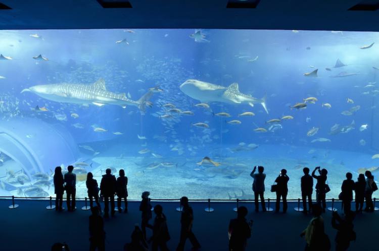 體驗動感的海洋世界！被悠游於世界最大級水槽內的鯨鮫所震懾！ 再現了沖繩海域的「沖繩美麗海水族館」絕對讓人意猶未盡！
