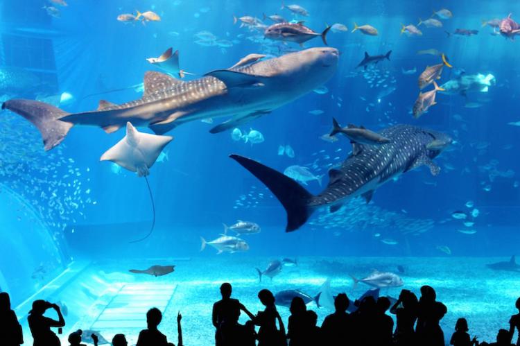 悠游於美麗海水族館最大水槽內的鯨鮫