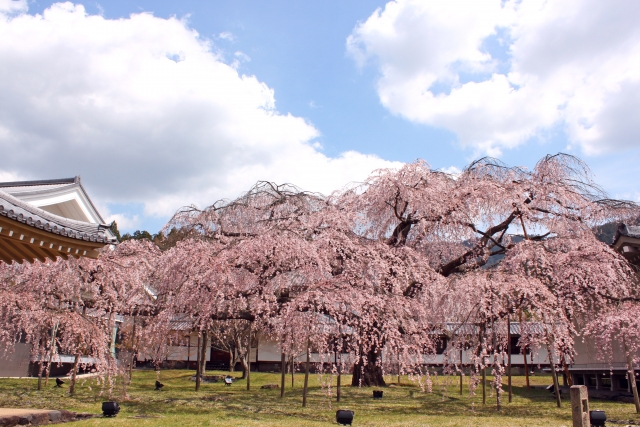 醍醐寺的櫻花