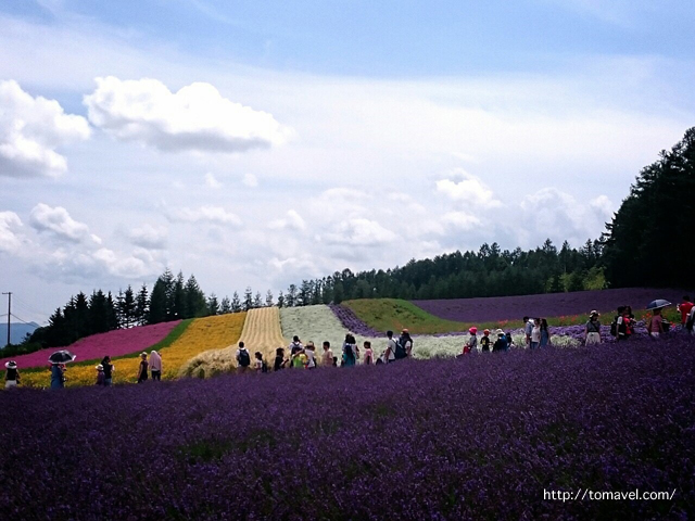 說到富良野的薰衣草就是「富田農場」！一整片紫色的花田是北海道引以為豪的絕美風景！