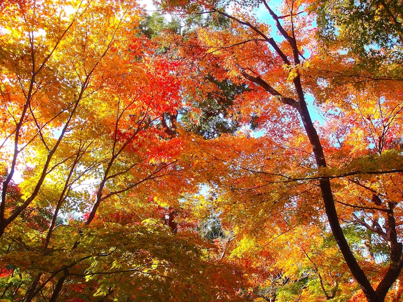 銀閣寺的秋色紅葉