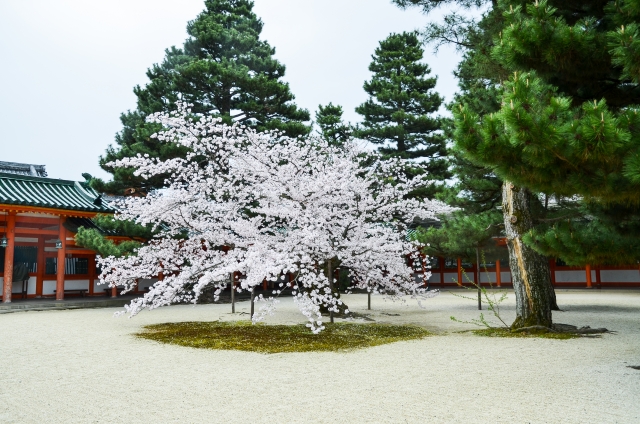 平安神宮的櫻花