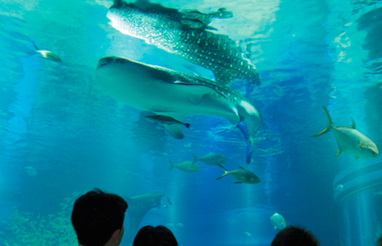 海遊館的鯨鯊