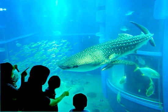 大阪的人氣水族館「海遊館」！一同去看世界最大巨型水槽悠游的人氣鎮館之寶「鯨鯊」吧！