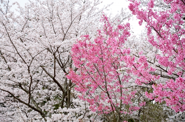 上賀茂神社的櫻花