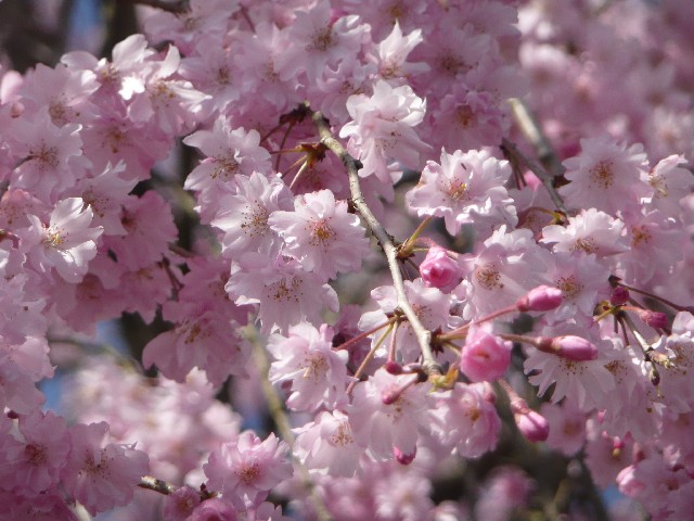 京都的櫻花