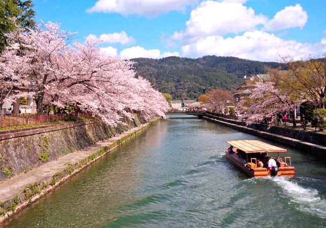 京都的櫻花