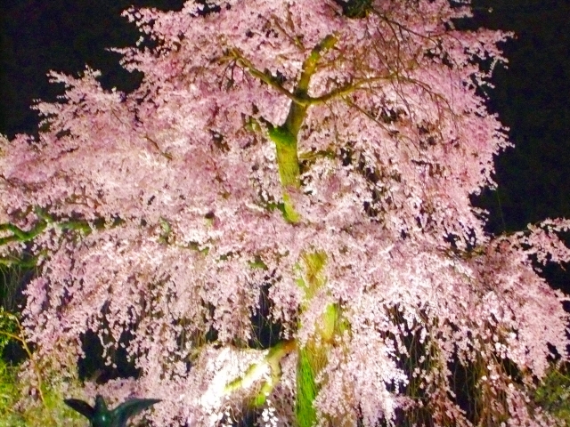 円山公園的枝垂櫻