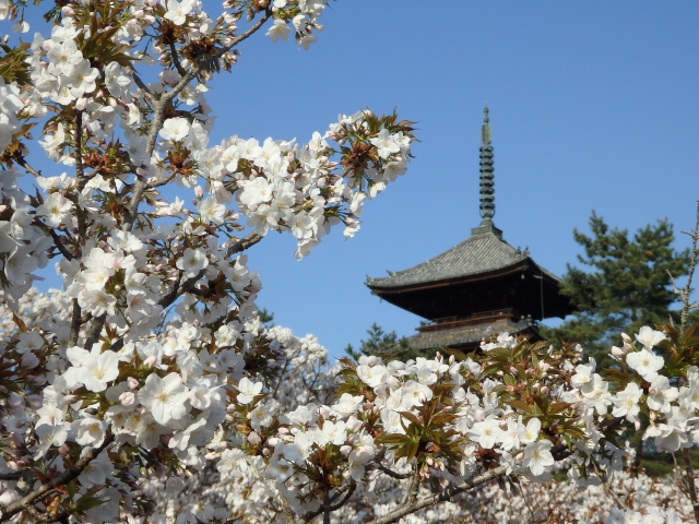 仁和寺的櫻花