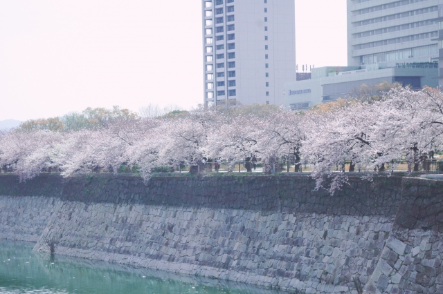 大阪城公園護城河的櫻花