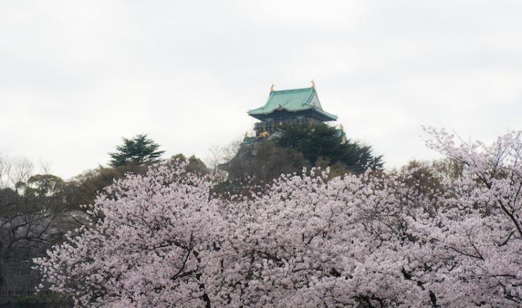 大阪城的天守閣和櫻花