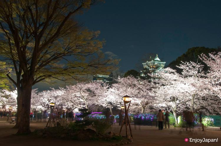 2015年4月！大阪城燈飾盛開夜櫻的「賞夜櫻彩燈展」活動開始囉！