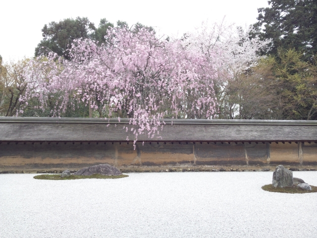 龍安寺的櫻花