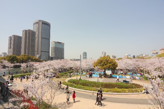 櫻宮公園的櫻花