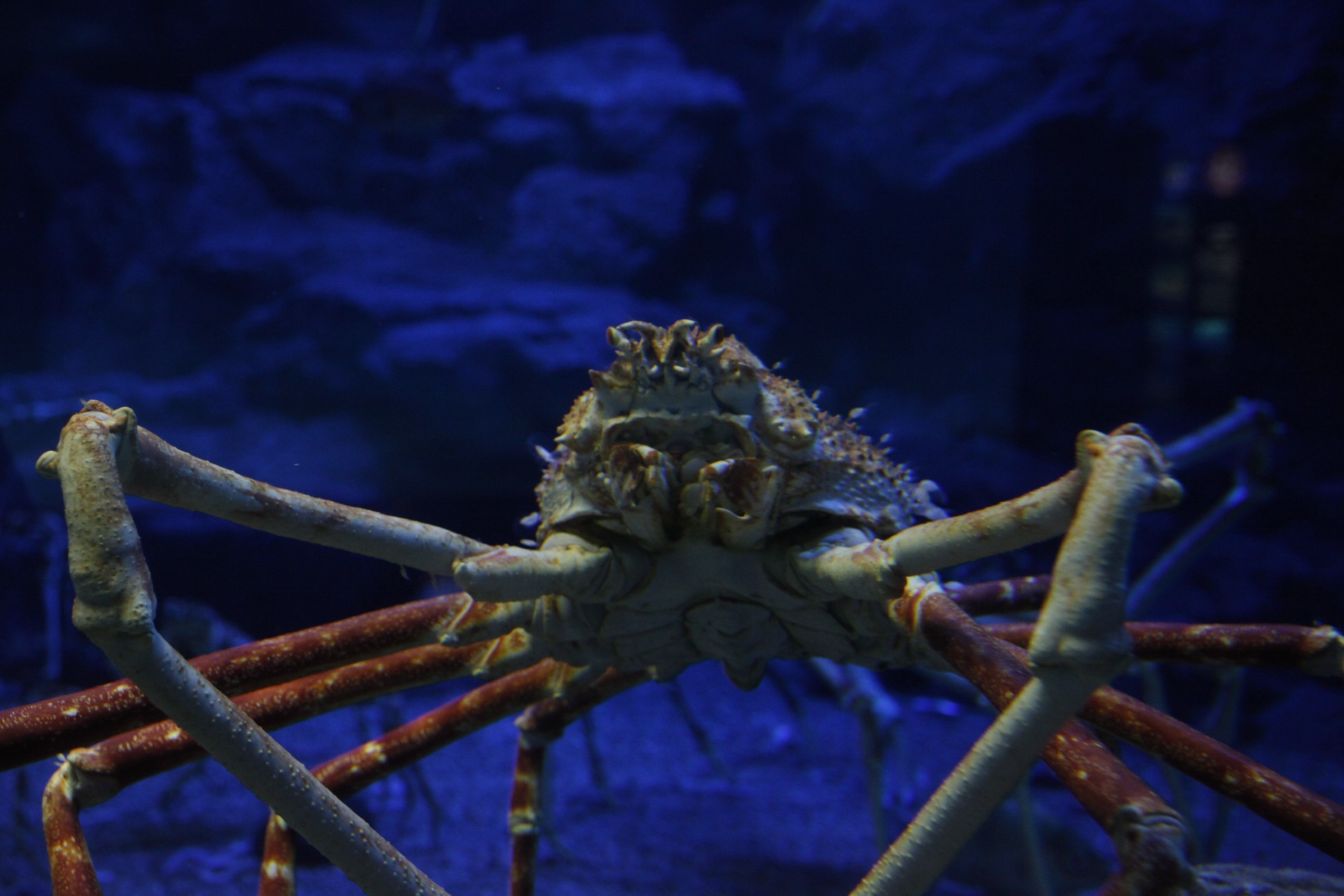 日本海溝的甘氏巨螯蟹