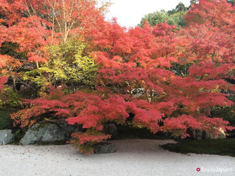 經常出現在電視上的「水路閣」就在京都「南禪寺」！秋天「景觀燈下的藝術紅葉」讓人體驗別具一格的風情！