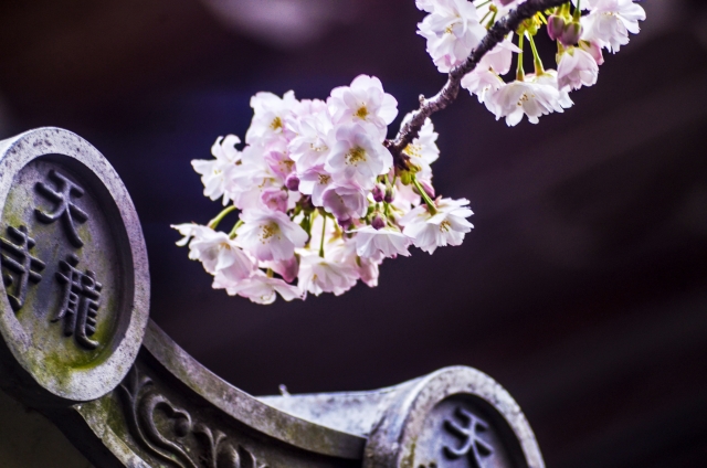 天龍寺的櫻花