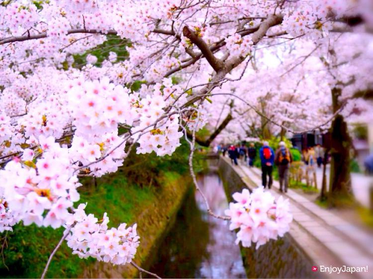 哲學之道的春季粉櫻步道