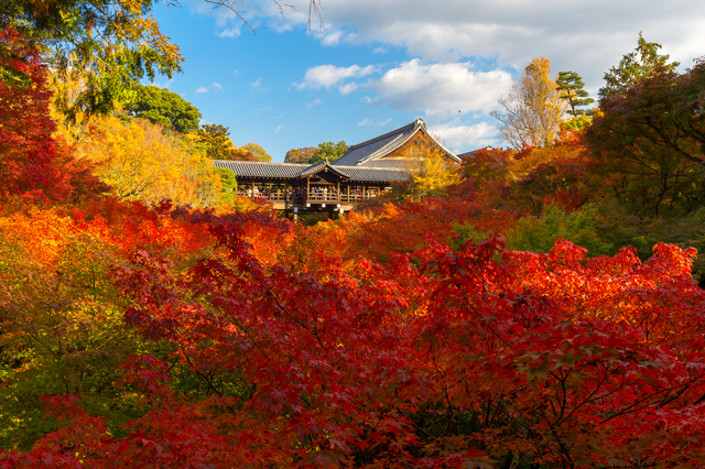 東福寺通天橋的紅葉