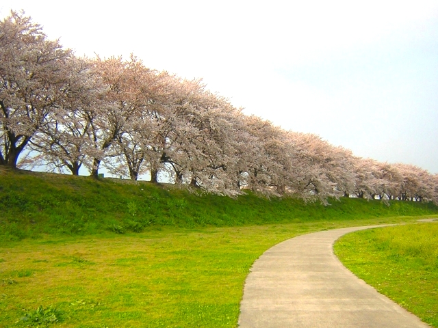 淀川河川公園背割堤地區的櫻並木