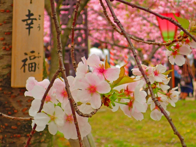 造幣局櫻之步道的櫻花