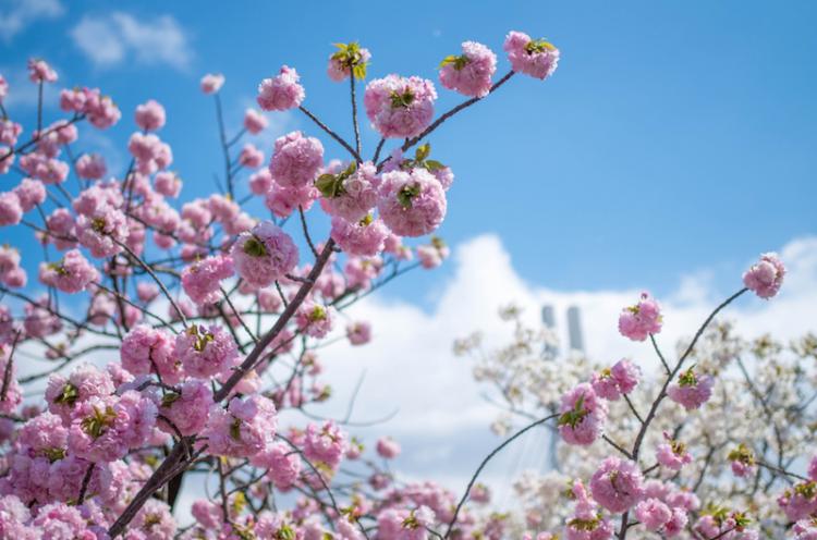 造幣局櫻之步道的模樣 青空和櫻花