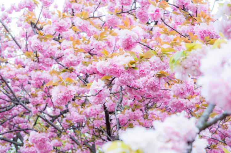 造幣局櫻之步道的模樣 滿開的櫻花